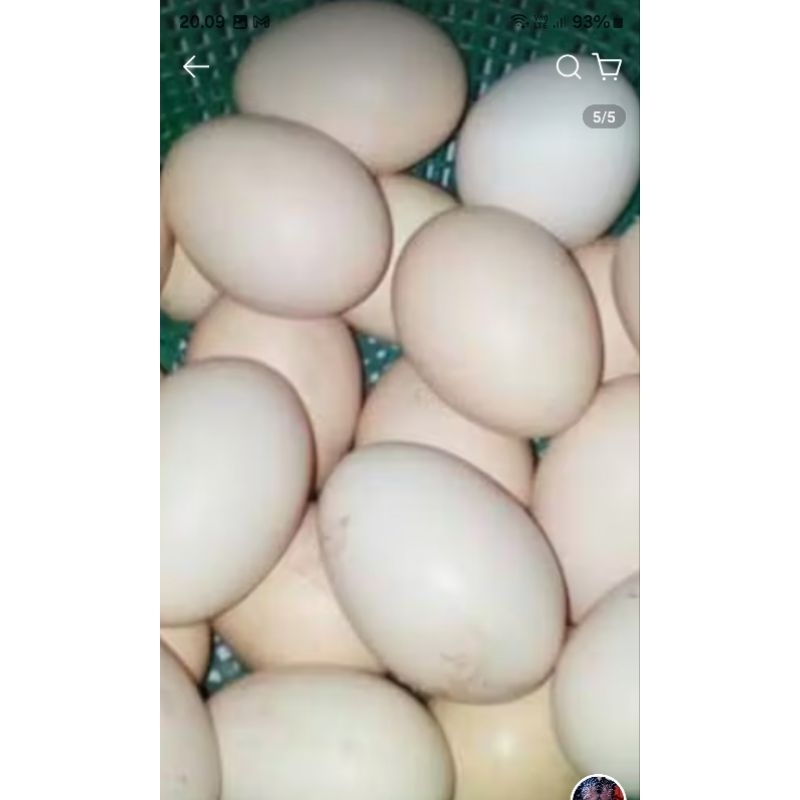 

telur ayam kampung asli MEDAN FRESH
