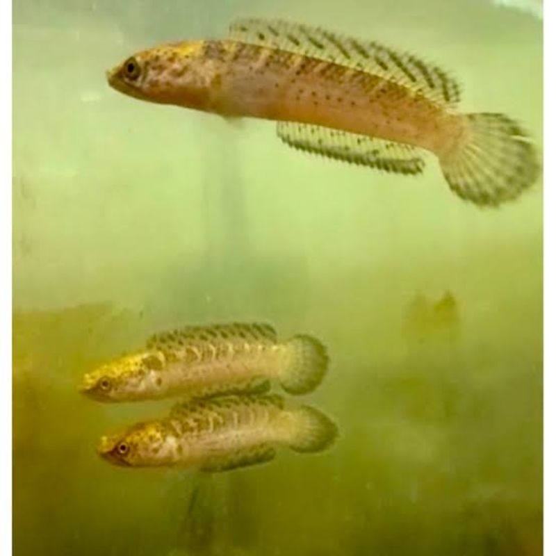 limbata golden tiger 3-5cm pilihan kualitas bagus