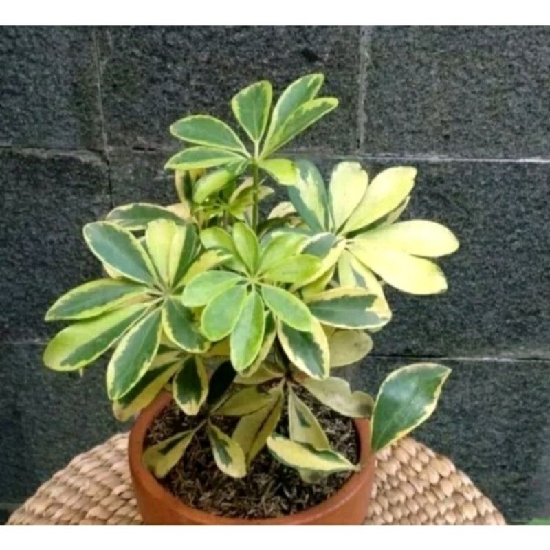 Tanaman Hias Walisongo Varigata Kuning - Tanaman Walisongo Varigata