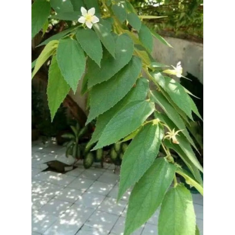 

10 Lembar Daun Kersen / Daun ceri Kersen