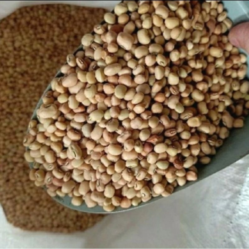 

Kacang Tolo Organik Segar 1 Kg Masakan Food