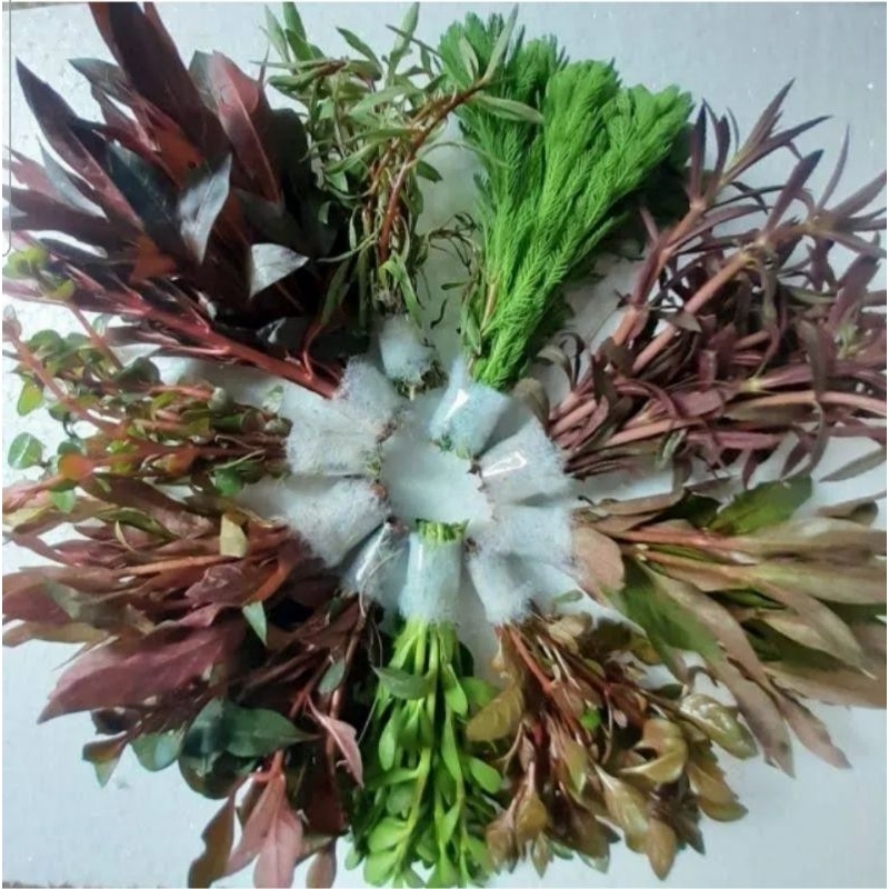Paket Tanaman Aquascape 100 - 150 Batang Mix - Tanaman Aquascape Tanpa Co2 - Tanaman Aquascape/ Tumb