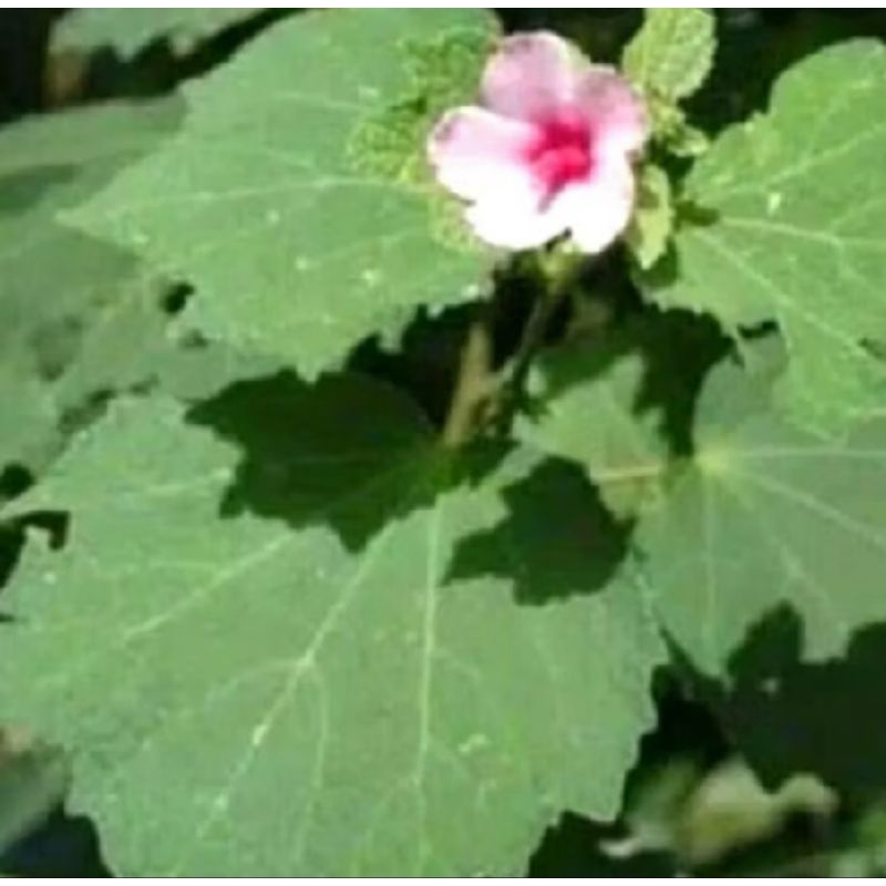 

DAUN PULUTAN FRES PETIK LANGSUNG 100 Gram