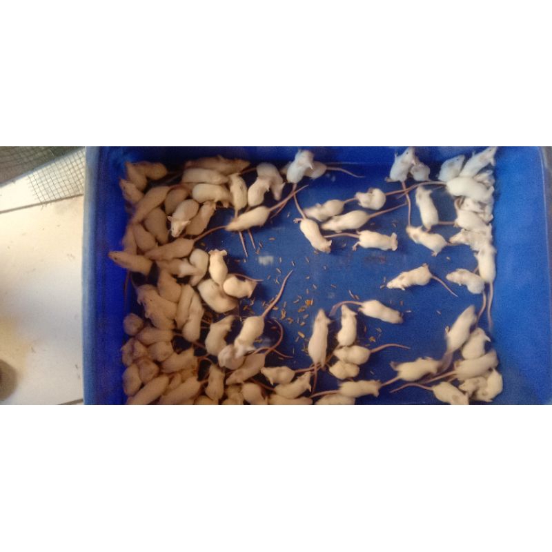 Mencit Medium Tikus Putih Pakan Reptile Reptil Lab Laboratorium