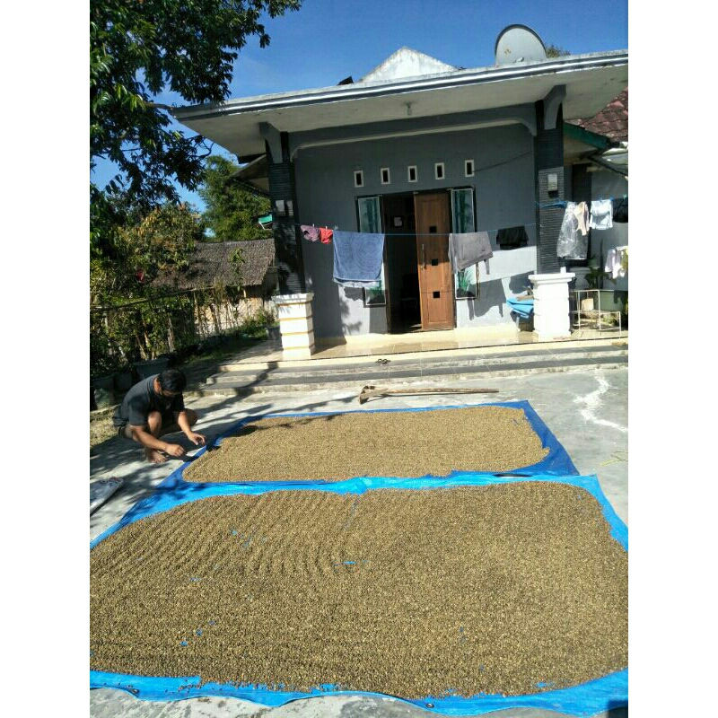 

GREEN BEAN ROBUSTA TORAJA ASALAN 1KG /KOPI BIJI MENTAH