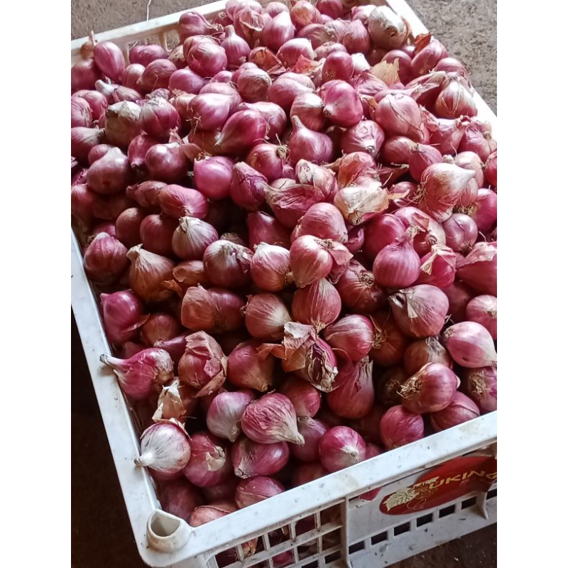 

Bawang Merah