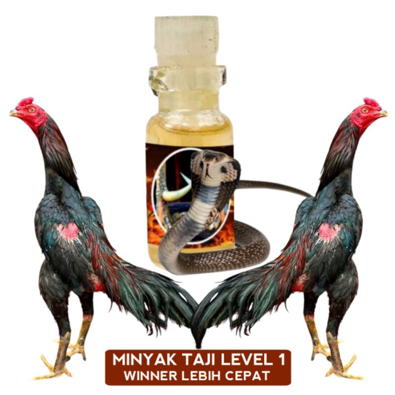 racun kaki ayam aduan