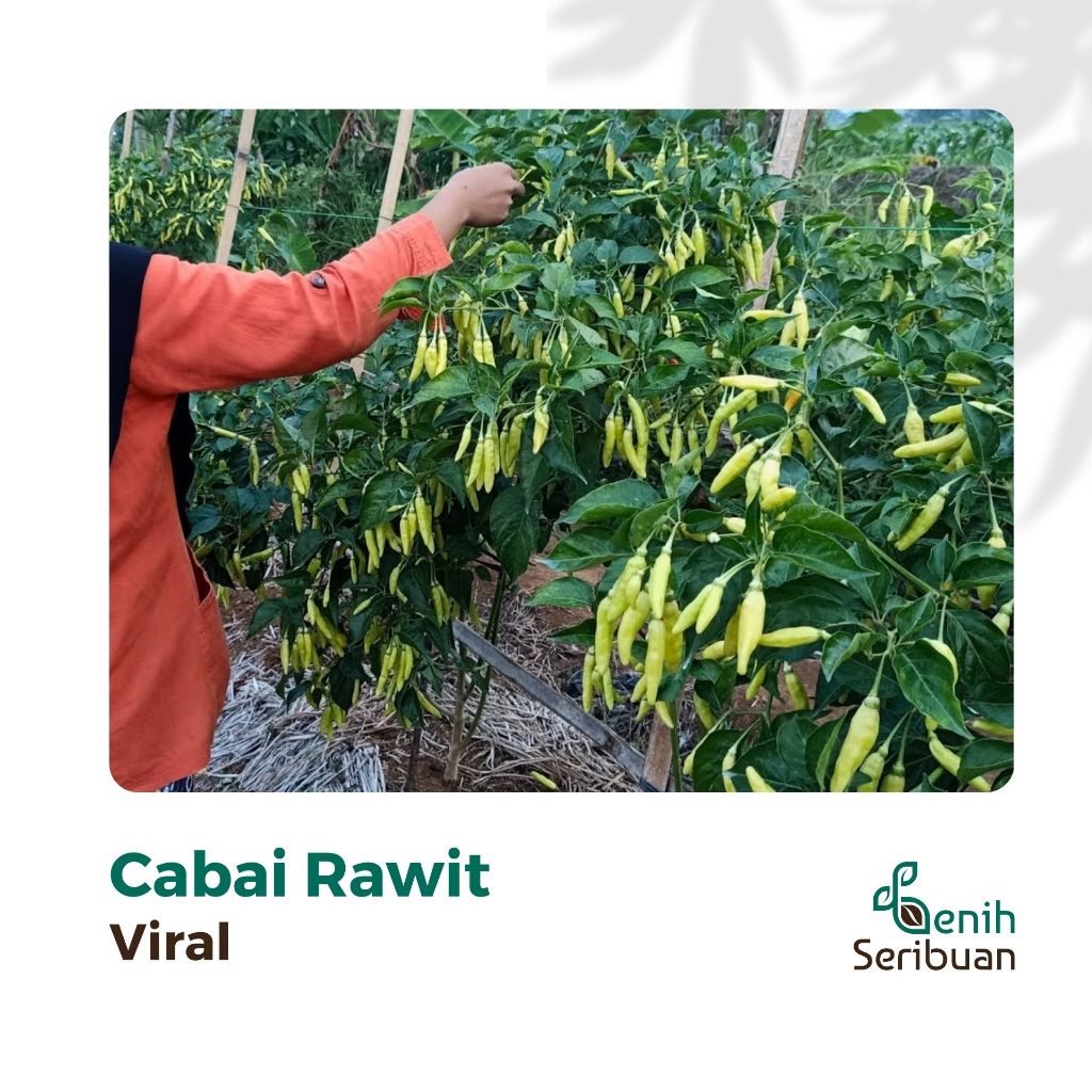 ID BENIH SERIBUAN - 8 BENIH CABE RAWIT VIRAL HIBRIDA