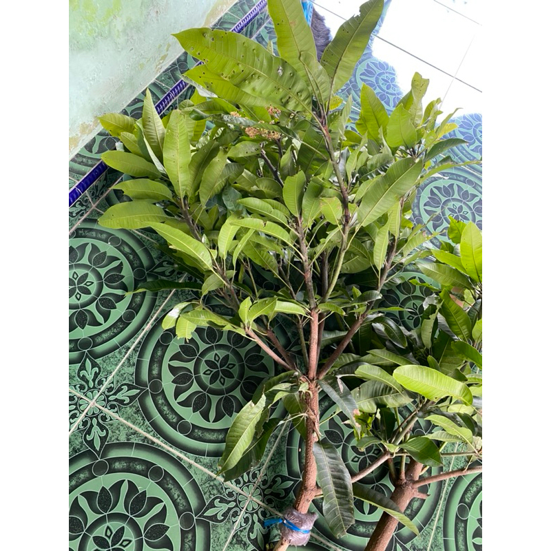 fresh cangkok mangga manalagi batang super besar bercabang