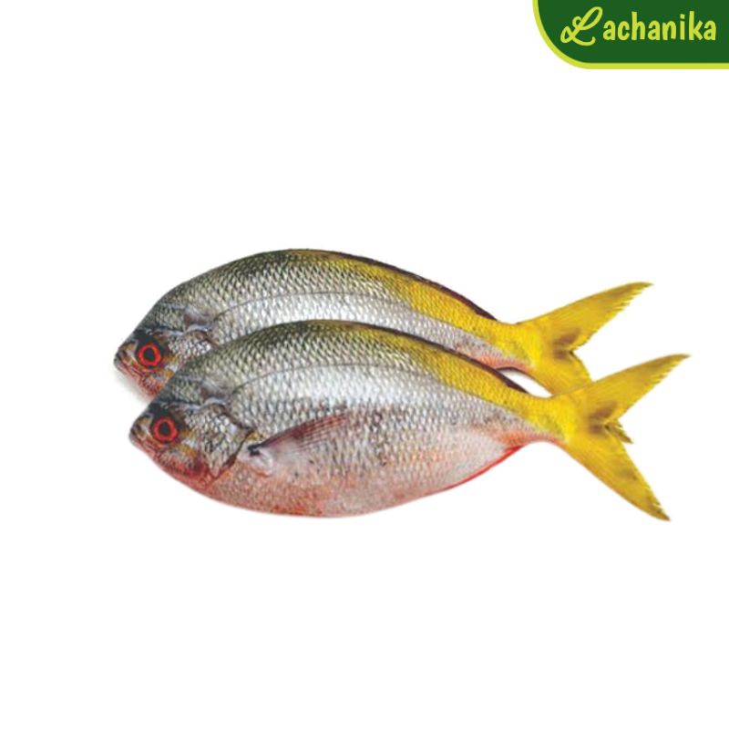 

Ikan Ekor Kuning Fresh 1kg