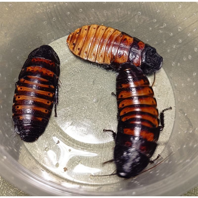 Mainan kecoa Madagaskar indukan