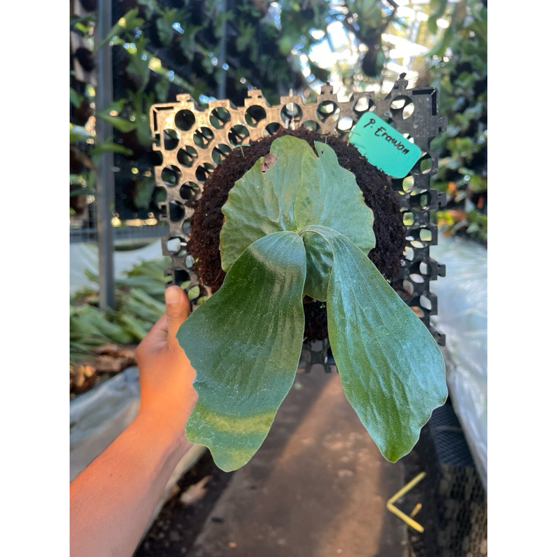 Anakan Platycerium Erawan Remaja Rawatan Murah