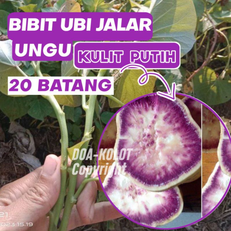 Bibit Ubi Jalar Ungu Kulit Putih Langka 20 Batang / Ubi Jalar Putih Daging Ungu