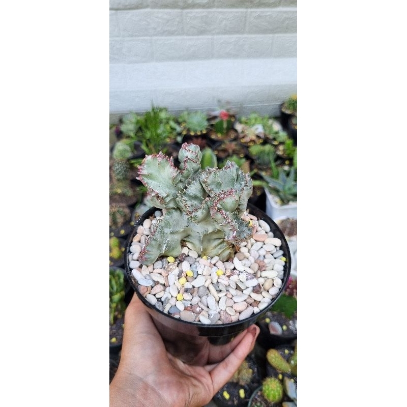 Kaktus Cactus Euphorbia Lactea Silver (White)