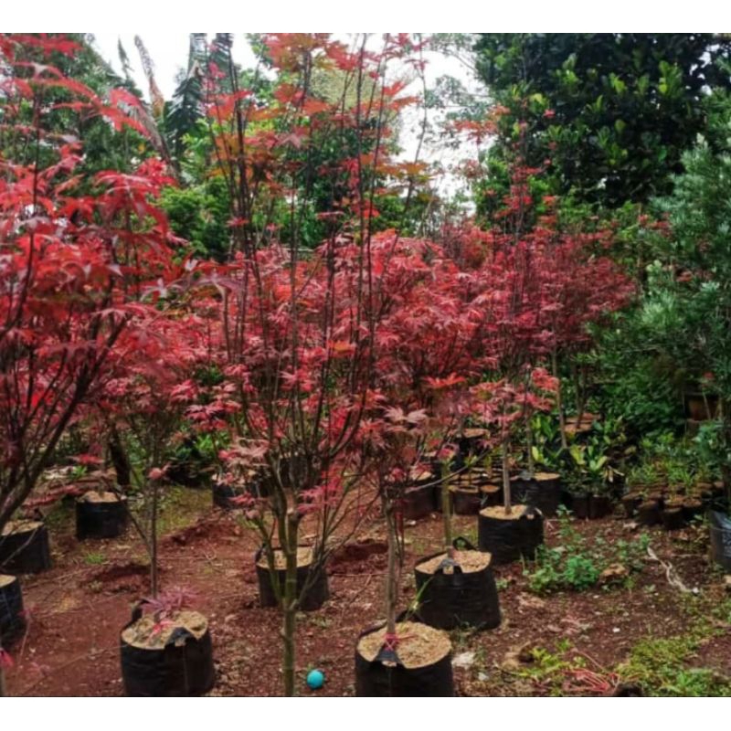 Pohon Red maple jepang 2 meter// Tanaman Hias MAPLE