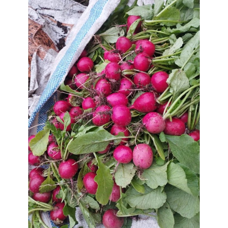 

Sayuran Lobak merah Red Radish