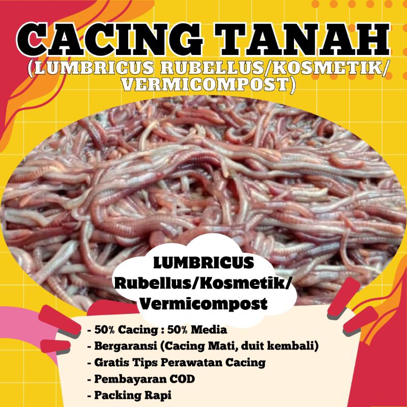 Cacing Lumbricus Rubellus/Kosmetik/Vermicompost