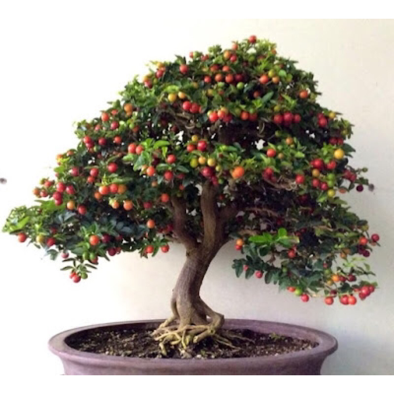 bahan Bonsai Jeruk Kingkit . bibit tanaman jeruk kingkit tanaman hias limau jepun