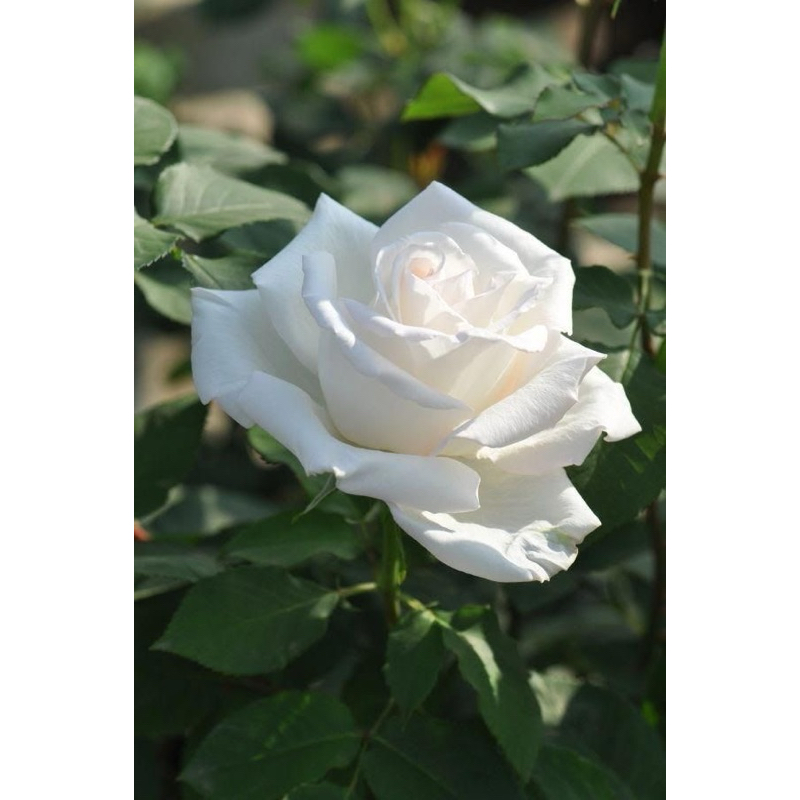 MAWAR PUTIH HOLLAND/ WHITE ROSE