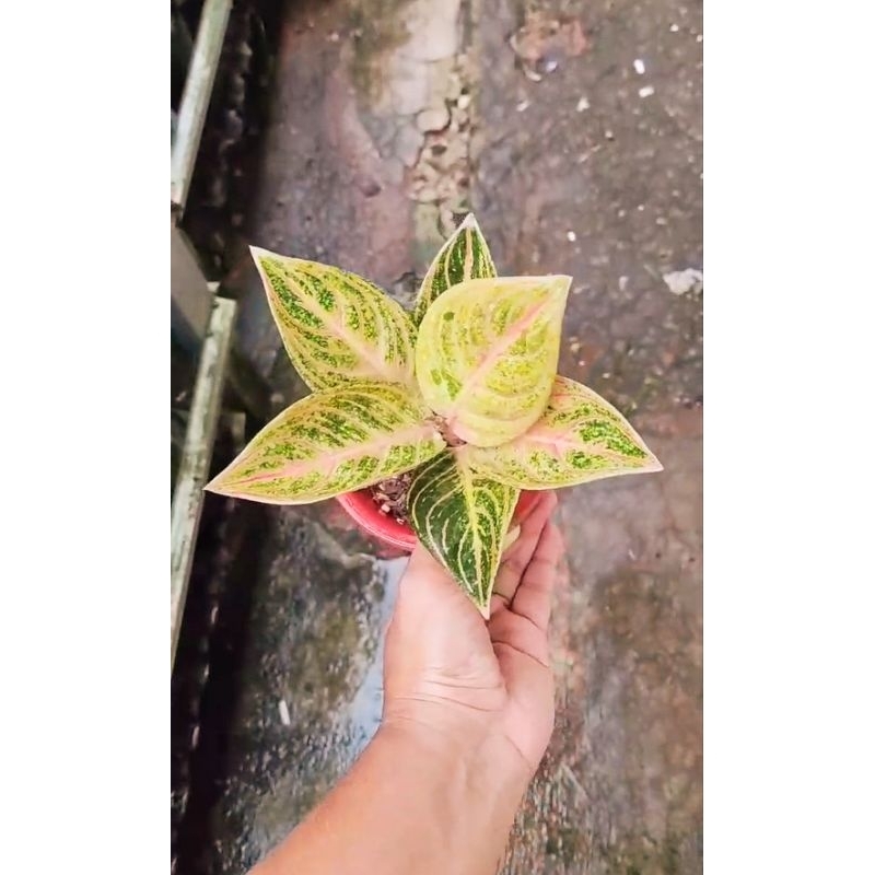 tanaman hias aglaonema aglonema maeswara