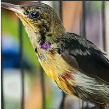 konin trotolan pakai ring  jantan bunyi prospek