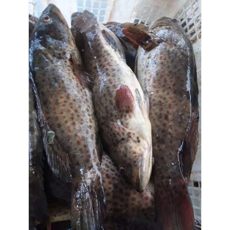 ikan kerapu A (macan) hidup