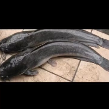

Ikan Lele