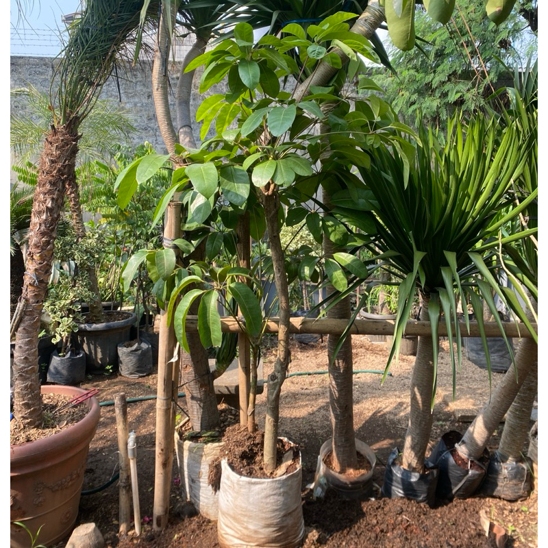 Tanaman hias indoor outdoor walisongo / walisongo daun besar / rimbun