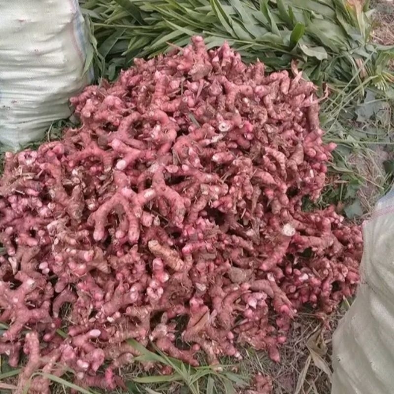 

Lengkuas Merah Muria 1 kg