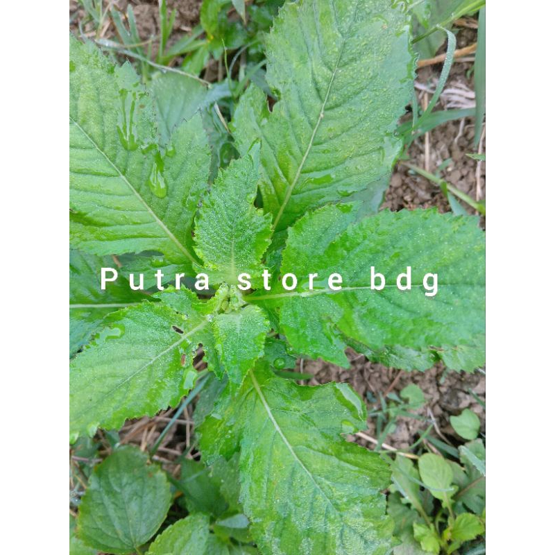 

Daun sintrong kaya manfaat - 300 gram