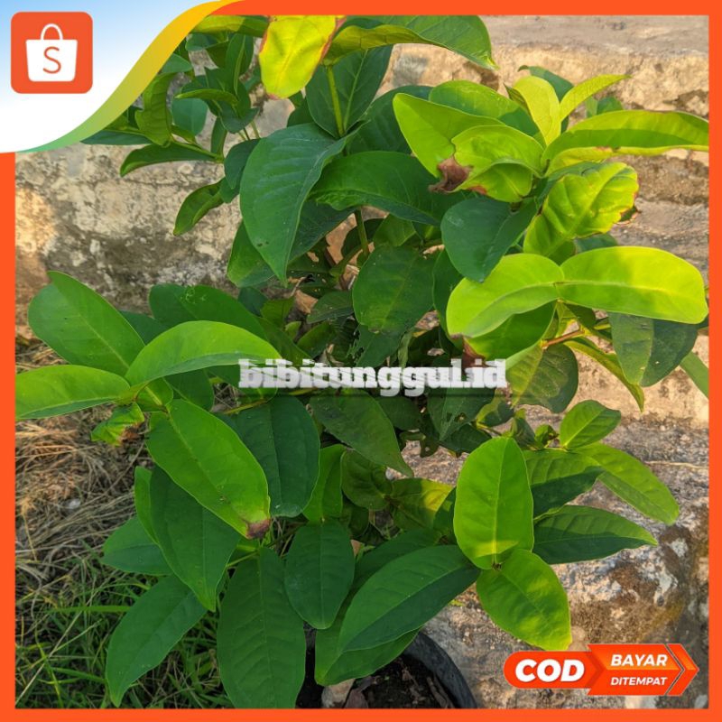 Bibit jambu air kancing rimbun untuk tambulampot