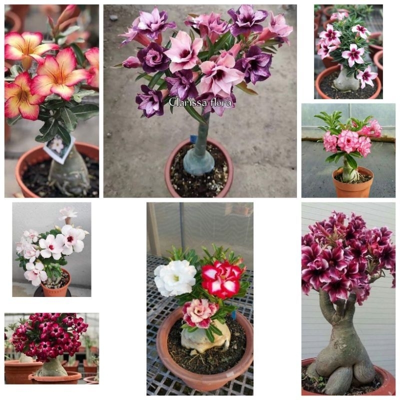 Tanaman hias bonsai pilihan warna - bonsai adenium (bonsai bunga hidup)