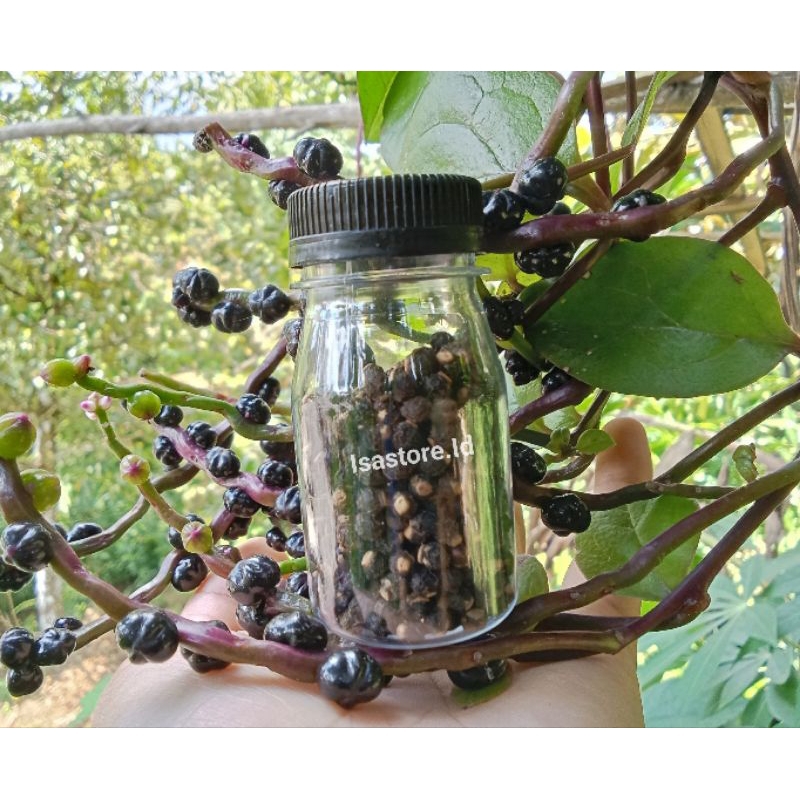 

Biji Buah Angkung Kering Isi 560 Biji + Bonus 100 Biji Angkung Segar Obat Stroke