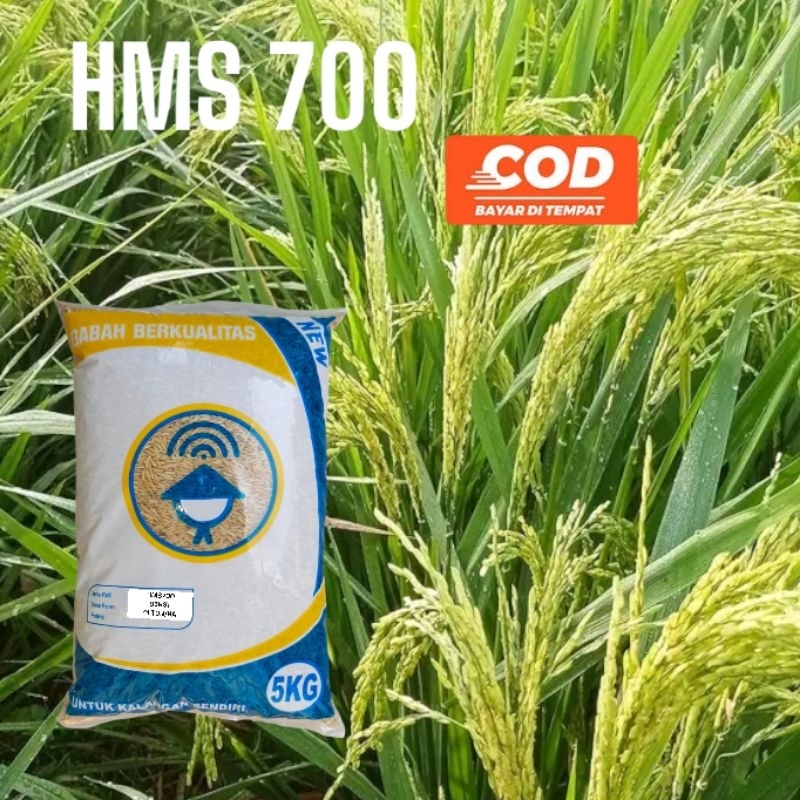 Benih Padi HMS 700 5kg Kualitas Original Hms700