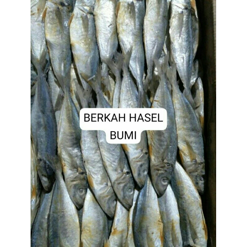 

OBRAL MURAH!!!1kg IKAN ASIN GEREH PEDA/PEDO BESAR FRES PREMIUM