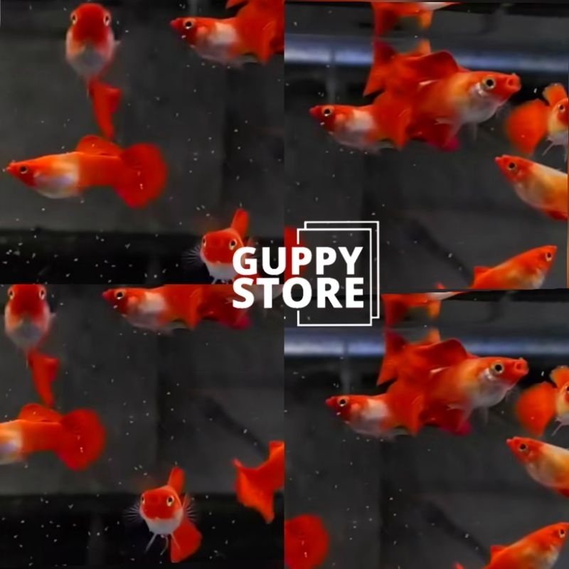 

EXTRA KARDUS PECKING BLONDE KOI