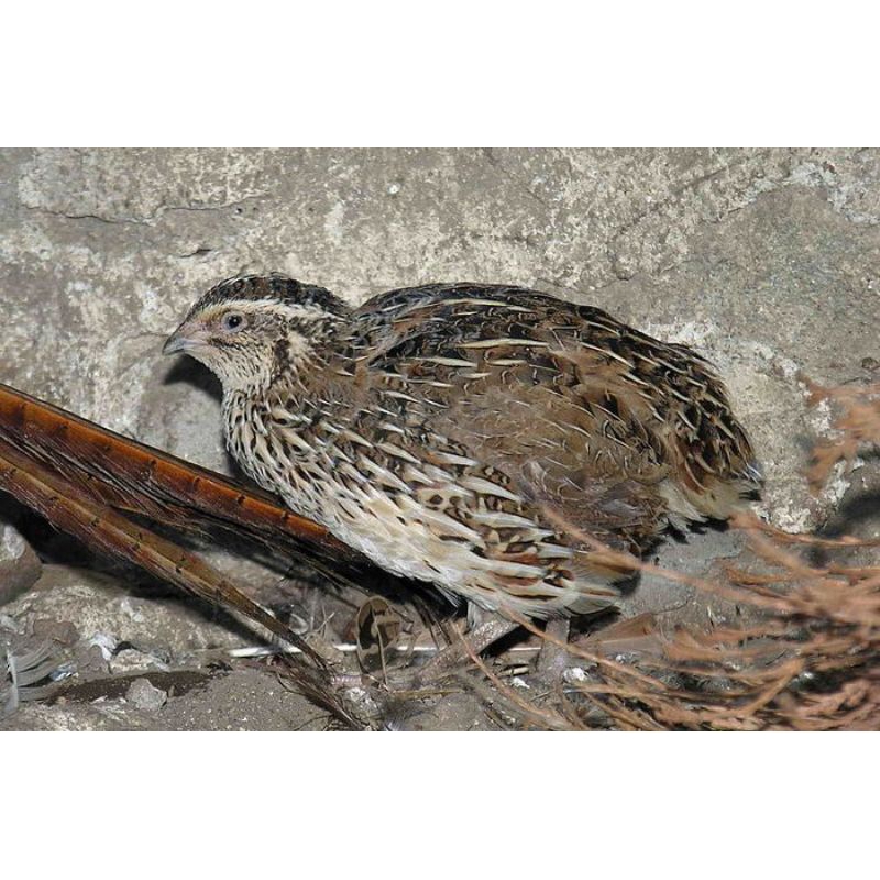 Burung Puyuh Dewasa Jantan Gacor