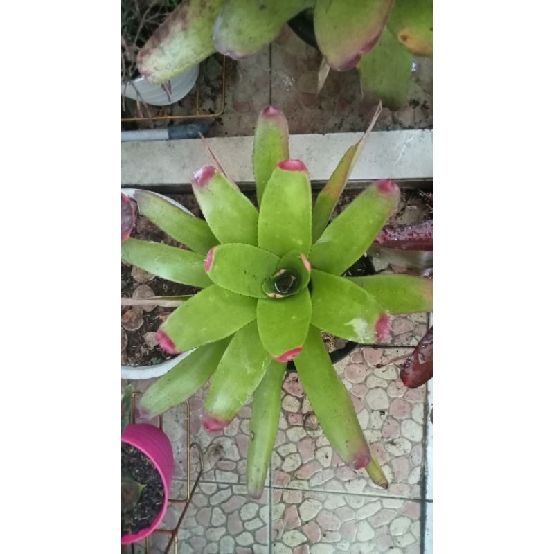 Bromelia Golden Kitek