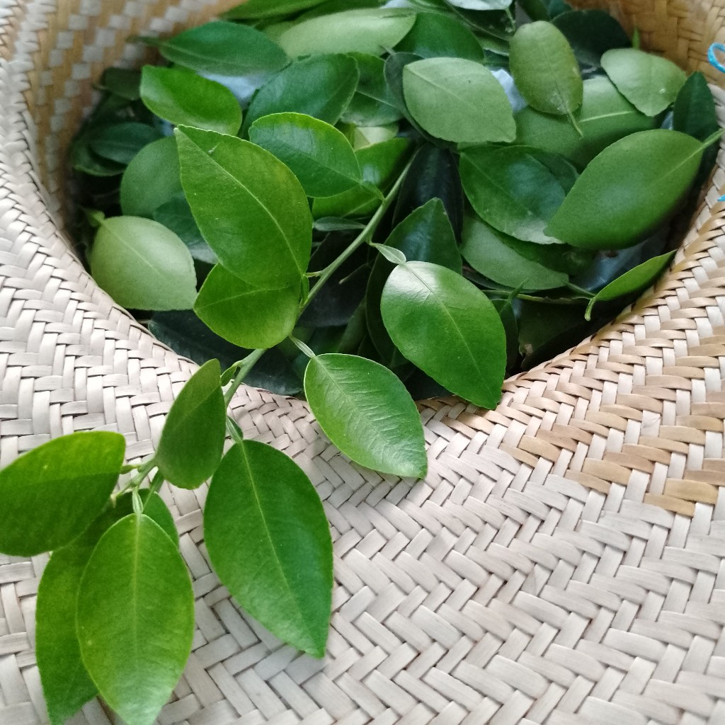 

daun jeruk nipis | daun wedang jeruk | daun jeruk segar | daun jeruk bumbu masak |150 gr segar petik