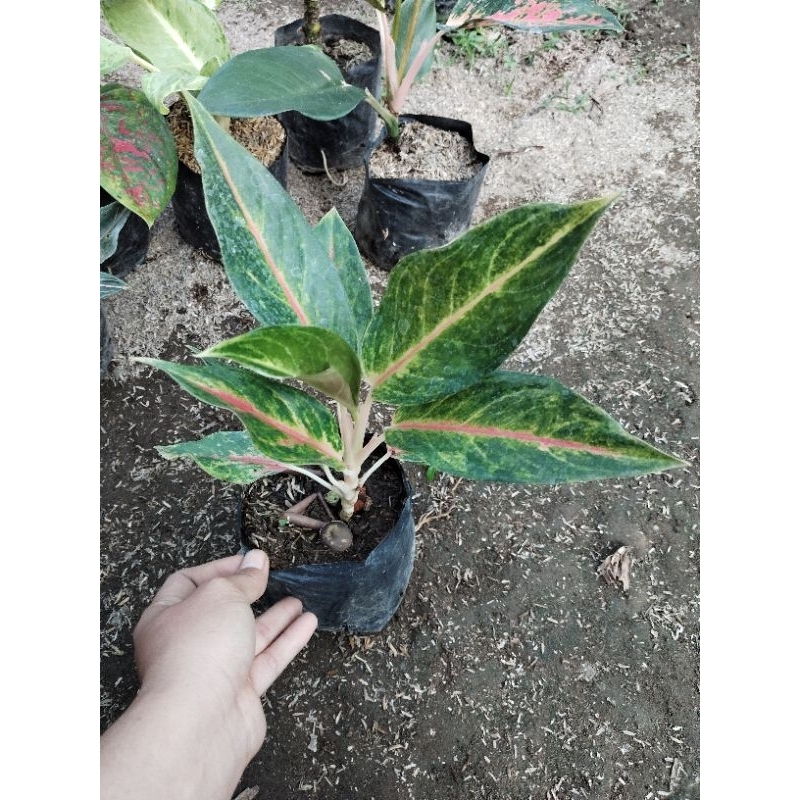 CRIS_AGLONEMA RED PANAMA