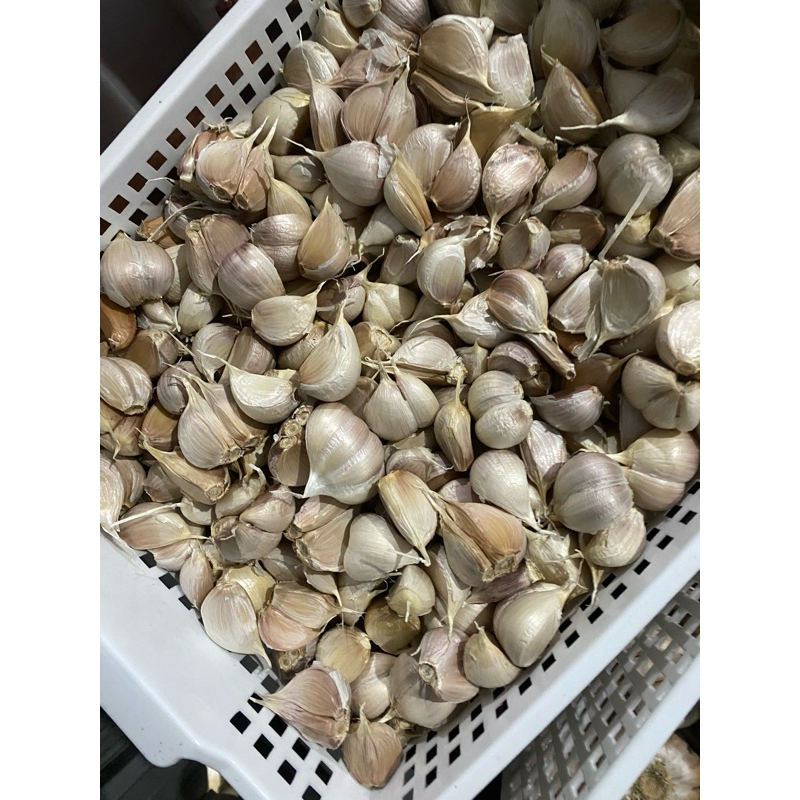 

BAWANG PUTIH KATING 500 gr - 1 Kg