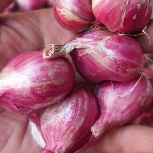 

BAWANG MERAH 1/2 KG MURAH UKURAN SEDANG