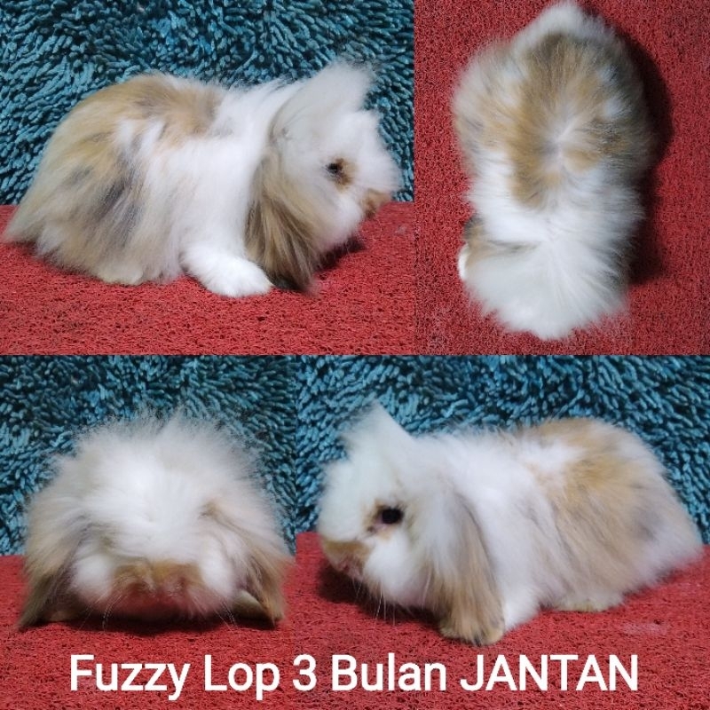 Anakan Kelinci Fuzzy Lop/Fuzzylop/FL/Fuzzylop/Fuzy Lop/Fujilop/Fuji Lop 3 bulan lebih