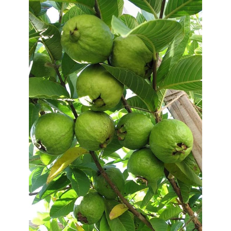 

Jambu biji muda segar petik langsung 500 gram