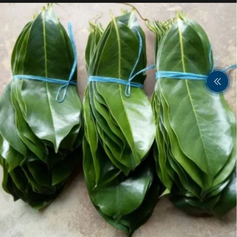 

daun sirsak segar 300 grm