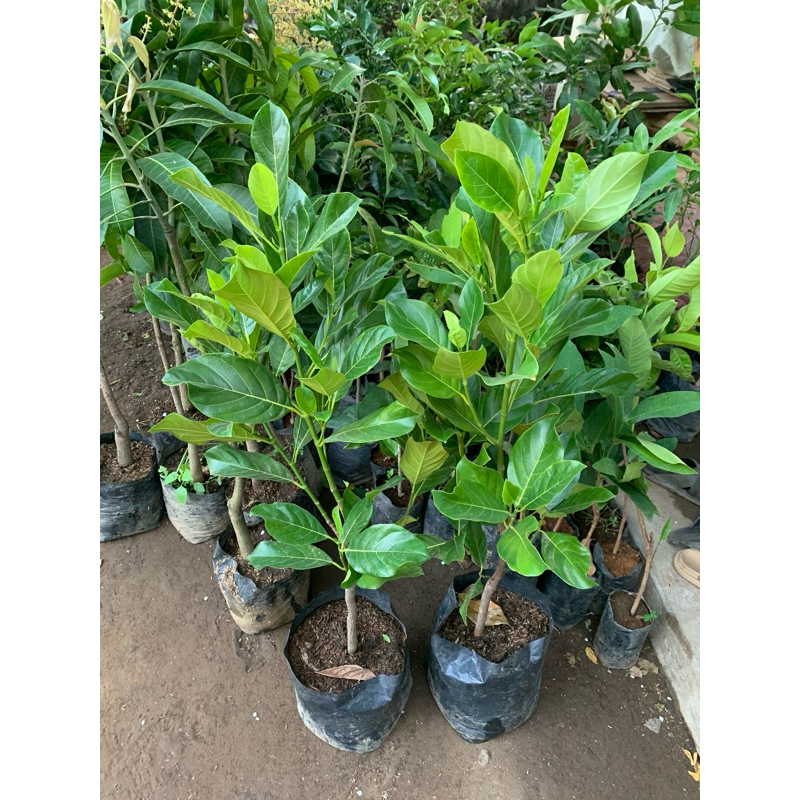 BIBIT NANGKA MERAH 1 METER