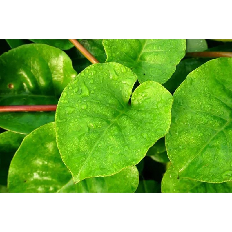 

Daun binahong segar fres per lembar