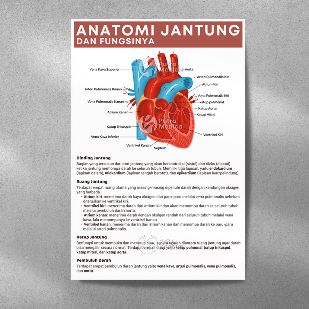 Poster Kesehatan Anatomi Jantung A3+ / Gambar Edukasi Kedokteran / Anatomy Cor Manusia / Organ Tubuh