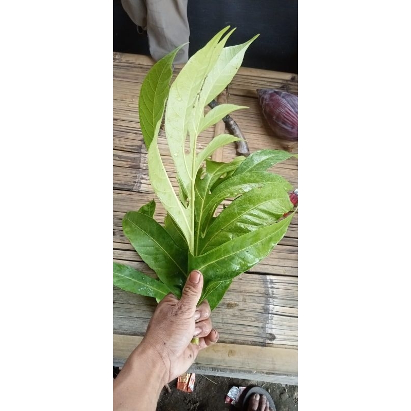 

Daun sukun pres 500gram