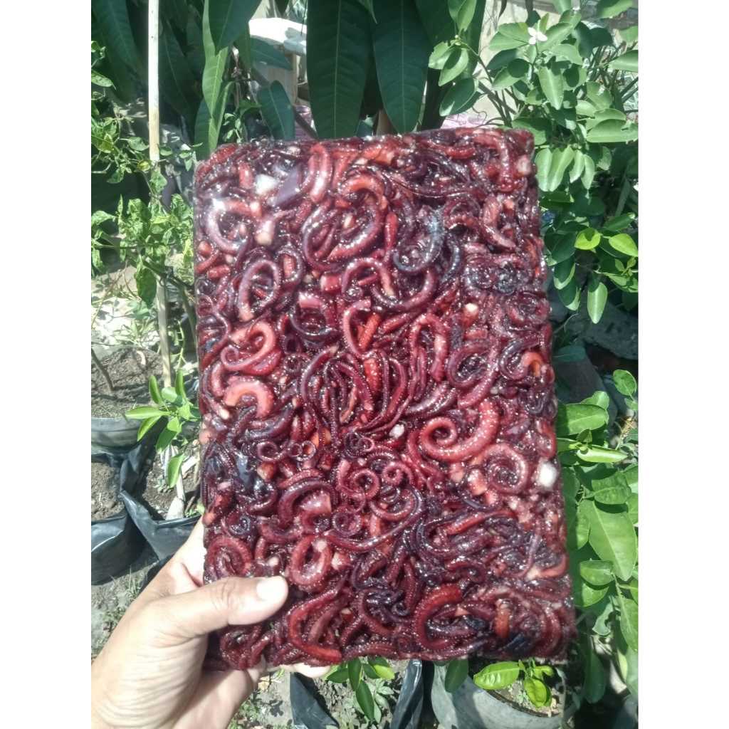 

Tentakel Gurita Matang Merah 1Kg